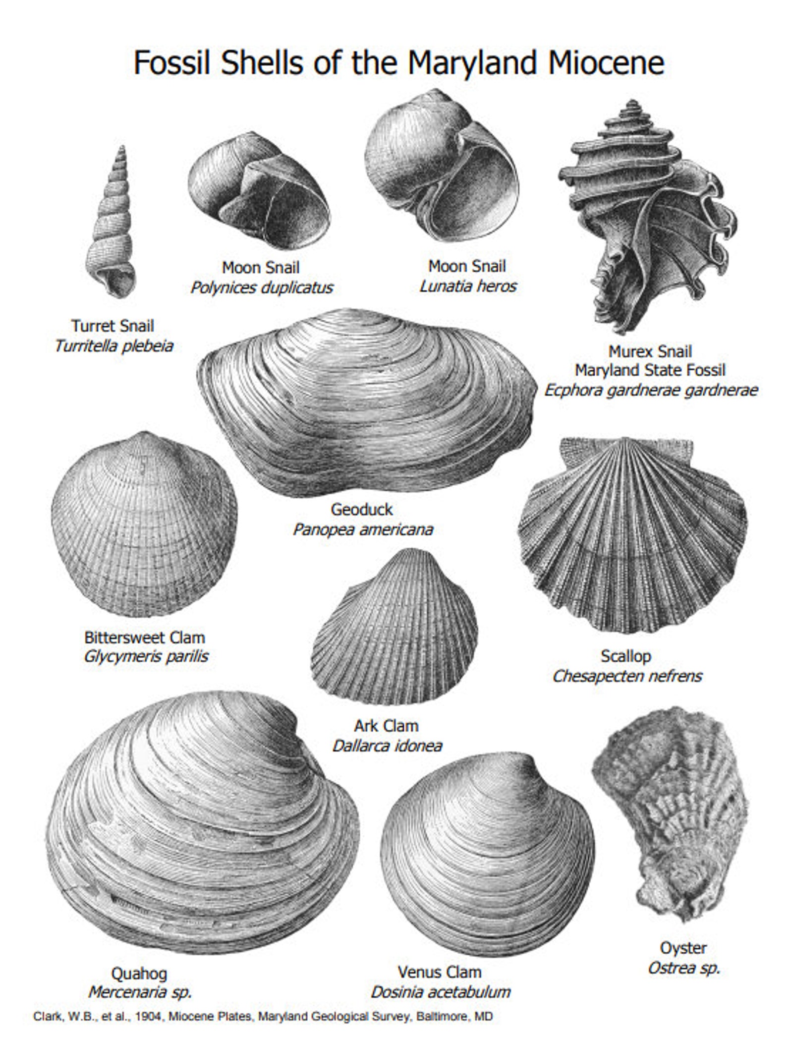 Turritella Plebeia Turret Snail Fossil From the Miocene Etsy