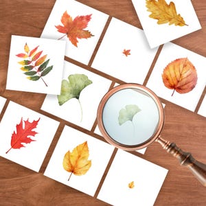 May include: Watercolor illustrations of various autumn leaves, including maple, oak, and ginkgo, are displayed on white cards. A magnifying glass with a copper-colored frame and wooden handle is positioned over one of the cards.