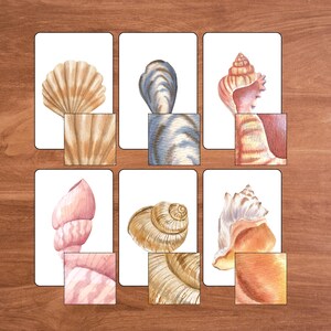 May include: Watercolor illustrations of various seashells in shades of beige, pink, and brown. Each shell is depicted on a white card, with detailed close-up sections showcasing textures. The arrangement is set against a wooden background.