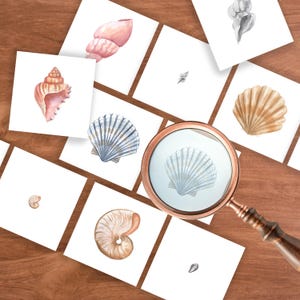 Può includere: Illustrazioni ad acquerello di varie conchiglie su cartoncini bianchi, tra cui conchiglie, capesante e nautilus. Una lente d'ingrandimento con una montatura color rame è posizionata sopra una delle immagini delle conchiglie. Le immagini sono disposte su una superficie di legno.