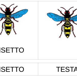 Nomenclature Montessori, livret et fiche de pièces INSECT image 5