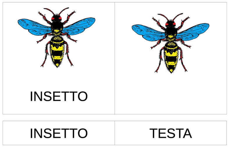 Nomenclature Montessori, livret et fiche de pièces INSECT image 5