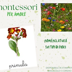Può includere: Un poster educativo Montessori con la parola italiana "primula" e un'illustrazione di un fiore rosso e giallo. Il poster include anche il testo "montessori per amore" e "nomenclatura sui tipi di fiori".
