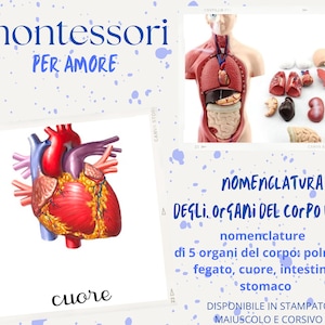 Nomenclatura del corpo umano