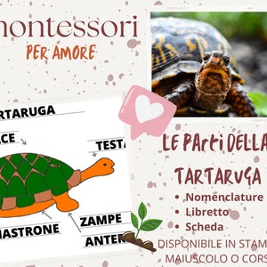 Nomenclature Montessori, livret et fiche des pièces de la TORTUE