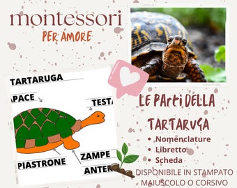 Nomenclatura Montessori, libretto e scheda delle parti della TARTARUGA