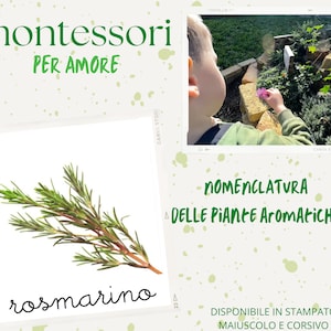 Nomenclatures of Aromatic Herbs