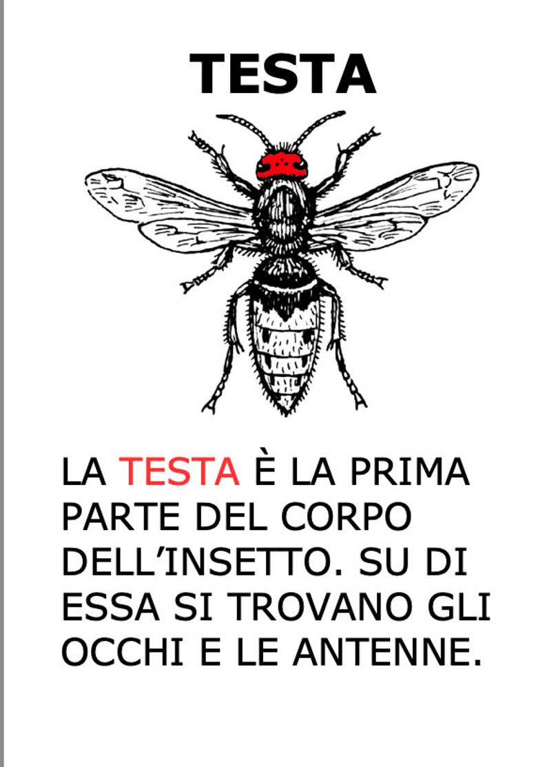 Nomenclature Montessori, livret et fiche de pièces INSECT image 4