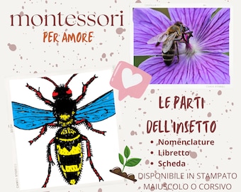Montessori nomenclature, booklet and INSECT parts sheet