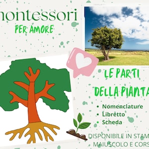 Può includere: Un'illustrazione di un albero in verde, arancione e giallo con il testo "montessori PER AMORE" sopra. L'immagine include anche una foto di un albero in un campo con il testo "LE PARTI DELLA PIANTA" e un elenco di elementi: "Nomenclature", "Libretto" e "Scheda". Il testo "DISPONIBILE IN STAMPATO MAIUSCOLO E CORSIVO" è nella parte inferiore dell'immagine.