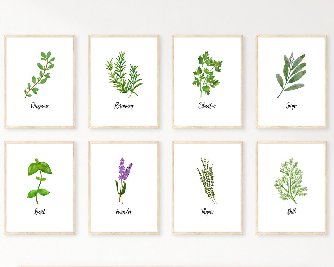 Herb Print Set of 8 Herb Printables Kitchen Printables - Etsy