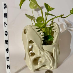 May include: A cream-colored, 3D-printed dinosaur skull planter holding a green plant with yellow-green leaves. The planter is approximately 5 inches tall and 6 inches wide. A ruler is placed next to the planter for scale.