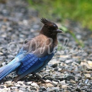 Original Fine Art Photography, Home Decor, Wall Art, Digital Download, Steller&#39;s Jay, Blue Jay, Bird Photography, Nature Photography
