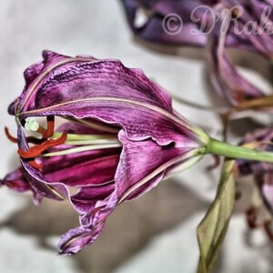 Fotografía original de bellas artes, Decoración del hogar, Arte de pared, Descarga digital instantánea, Lirios púrpuras, Flores marchitas, Floral, Arte de la naturaleza, Lirio,