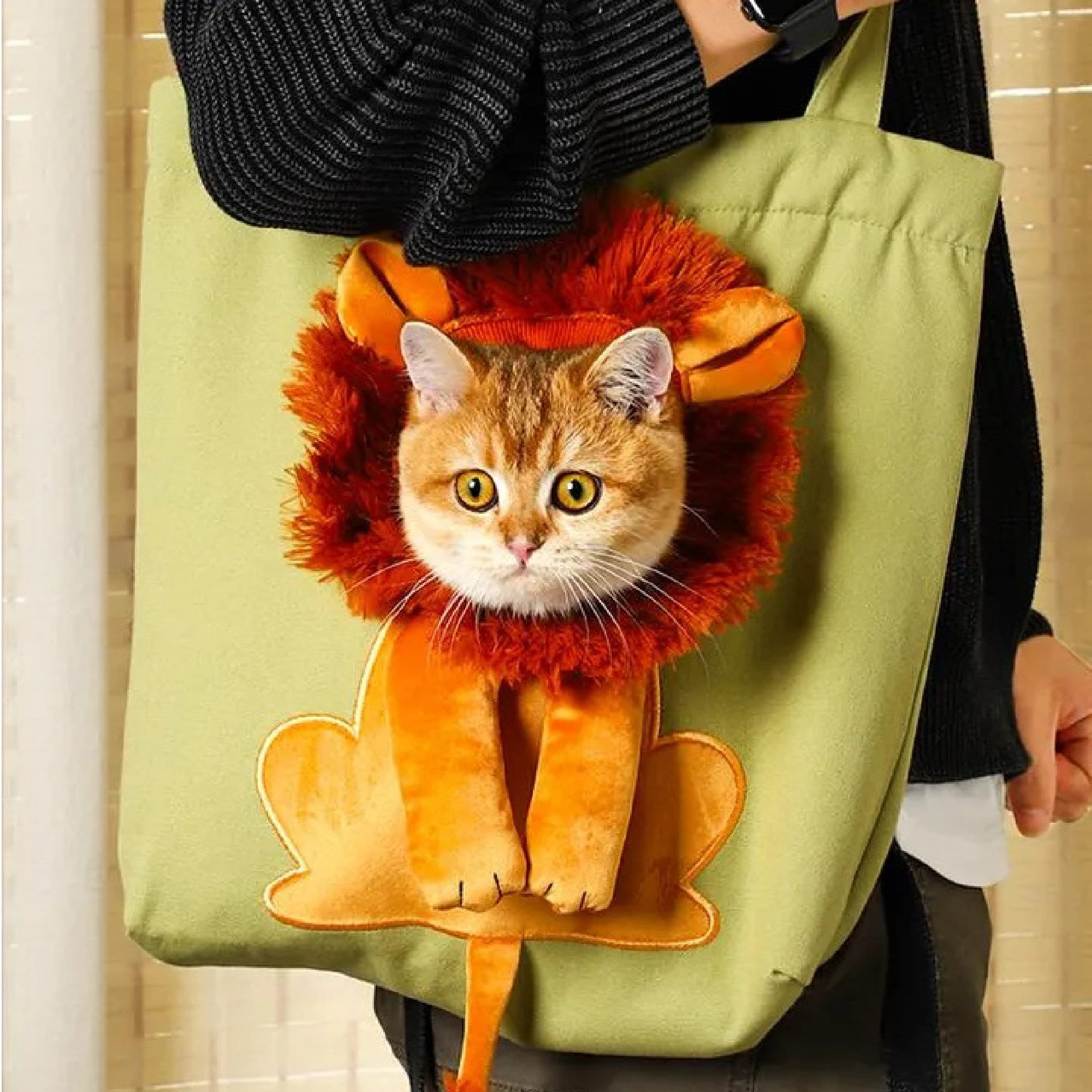 cat in purse