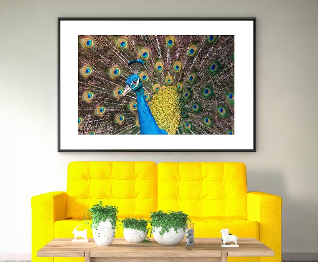 Colorful Peacock. Wall Art, Decor, Photo Print, Poster, Animals