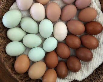 12++ Fertilized Chicken Eggs Beautiful Colorful Eggs Barnyard Mix Fertile Eggs- Rainbow Eggs- Easter Egger- French Black Copper Maran