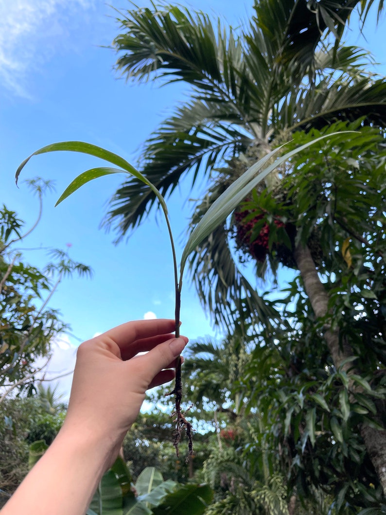 Christmas Palm Tree Seeds and Seedlings Etsy