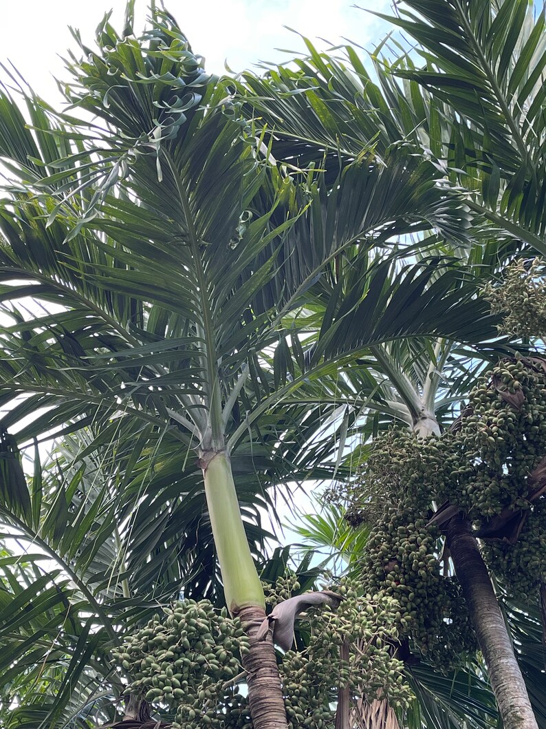 Christmas Palm Tree Seeds and Seedlings Etsy