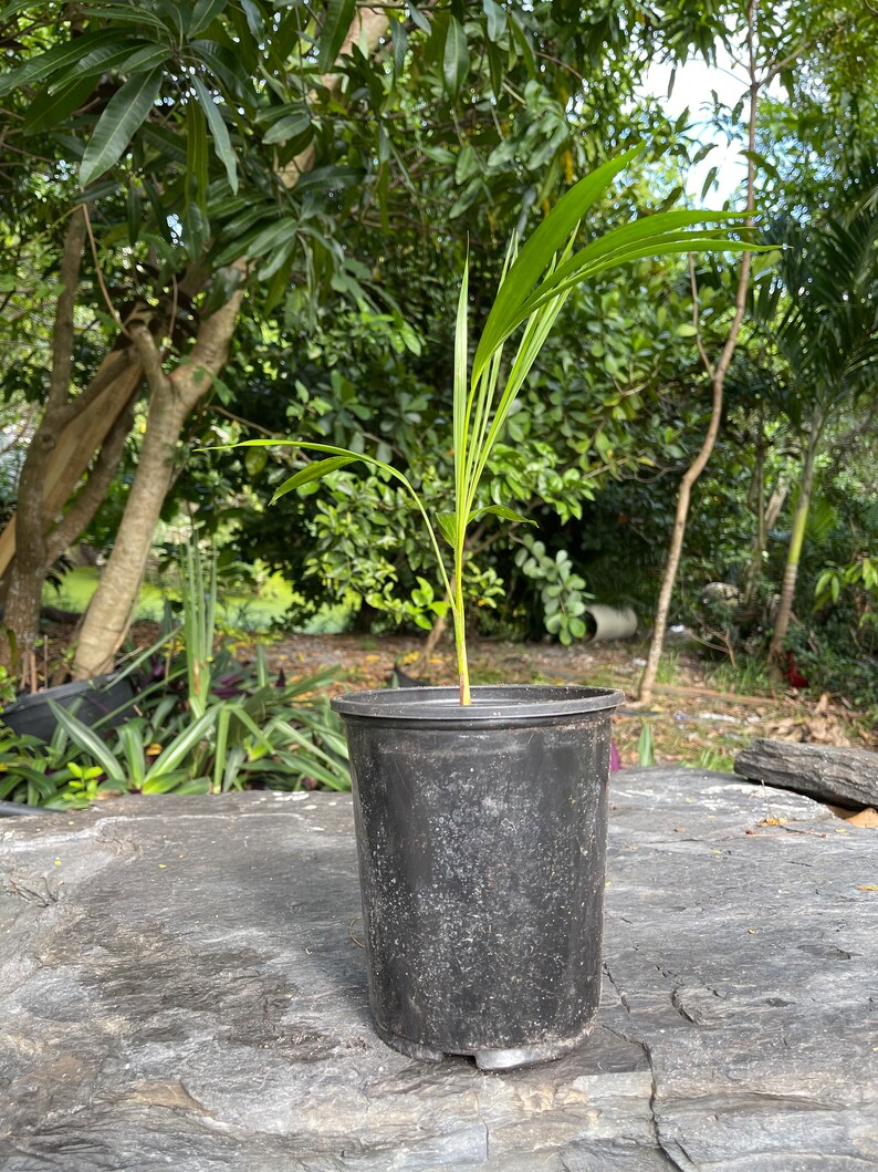 Christmas Palm Tree Seeds and Seedlings Etsy