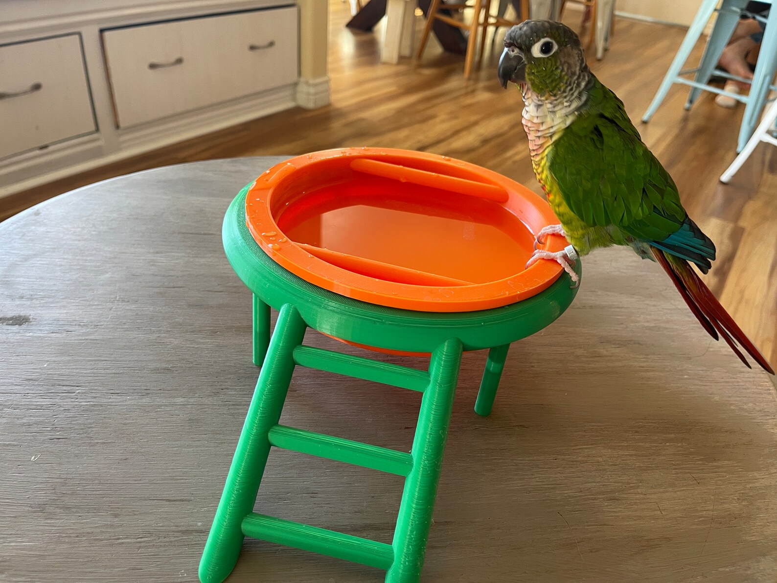 Parrot Bird Bath .stl Files for 3D Printing Etsy Australia