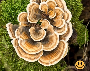 Mushroom Culture on Agar | Turkey Tail Mushroom (Australian Trametes Versicolor) | Grow Your Own Mushrooms!