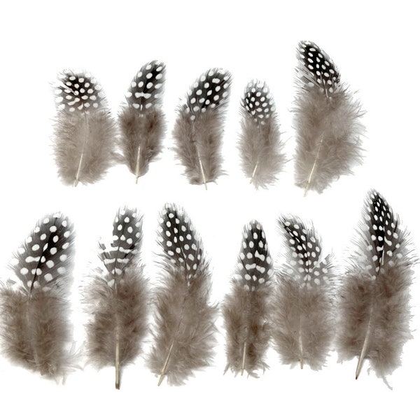 Loose, LARGE EYE Natural Guinea Fowl Plumage 2-4.5" per ounce (about 400 feathers)