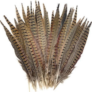 May include: A collection of brown and tan feathers with dark brown stripes. The feathers are arranged in a fan shape, with the tips pointing upwards. The feathers have a natural, textured appearance and are likely from a bird.