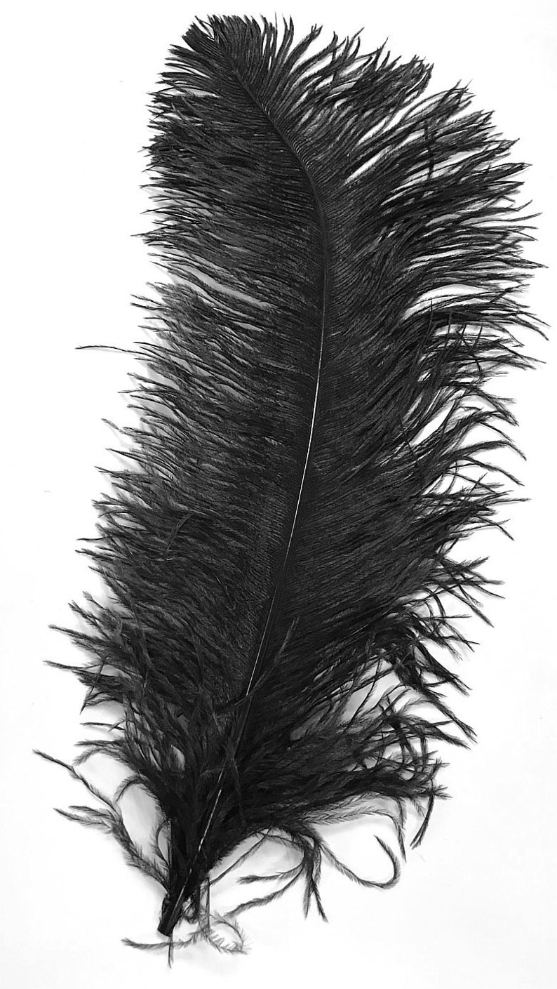 May include: A single black ostrich feather with a long, thin shaft and a plume of soft, fluffy barbs. The feather is isolated against a white background.