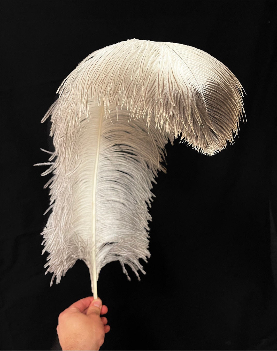 BULK 1/2lb Ostrich Feather Tail Plumes 15-20 (White) for Sale Online