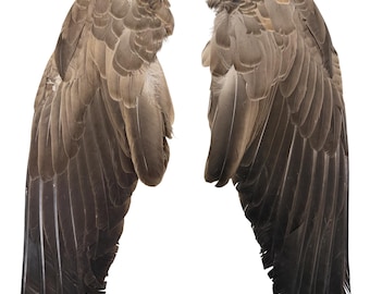 17-20" Canadian Gray Goose Wings - per pair