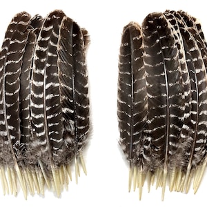 Wild Turkey Feathers Art Print 