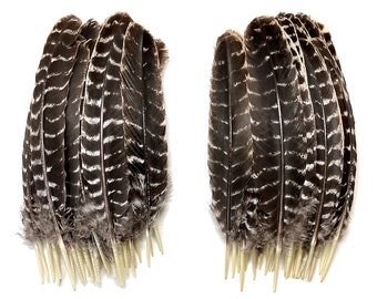 Bulk Barred Turkey Wing Feathers (Quills) (Rounds) 8-12" Equal Lefts & Rights. Ethically sourced and distributed by an American Company.