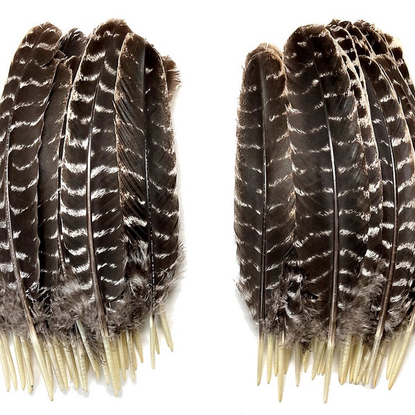 Bulk Barred Turkey Wing Feathers (Quills) (Rounds) 8-12" Equal Lefts & Rights. Ethically sourced and distributed by an American Company.