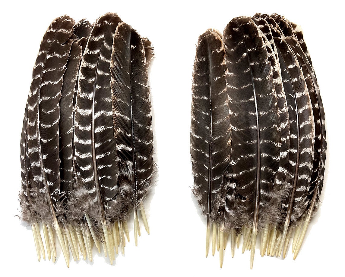 Wild Tail Feathers, 50 Pieces Natural Black and Brown Wild Merriam Turkey  Tail Wholesale Feathers bulk: 4009 -  Israel