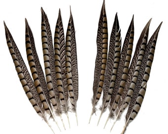 11-13” Lady Amherst Pheasant Side Tail Feathers - per 10