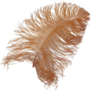 18-24” PRIME #1 QUALITY Ostrich WING Plume Feathers - per 5 feathers image 9