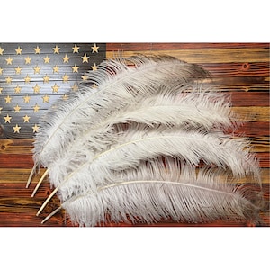 May include: A collection of long, wispy white ostrich feathers with slender, light-colored quills. The feathers are arranged in a fan-like overlapping pattern, showcasing their soft, delicate texture and fine, hair-like barbs along the central stems.
