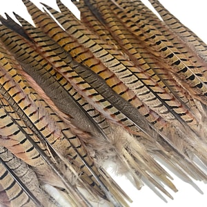 American Feathers 16-20" Ringneck Pheasant Tail Feathers