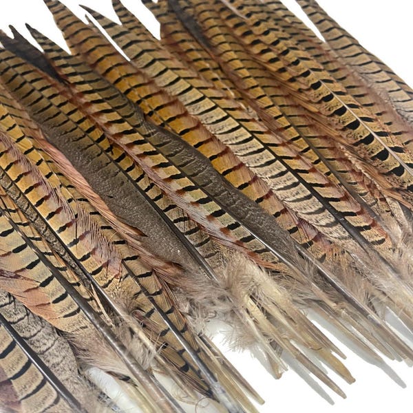 American Feathers 16-20" Ringneck Pheasant Tail Feathers