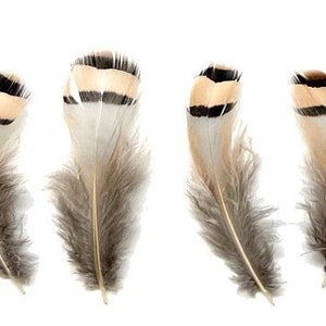 Chukar Partridge Flank Feathers - per oz