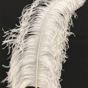 May include: A single white ostrich feather with a long, thin shaft and a fluffy plume. The feather is isolated against a black background.