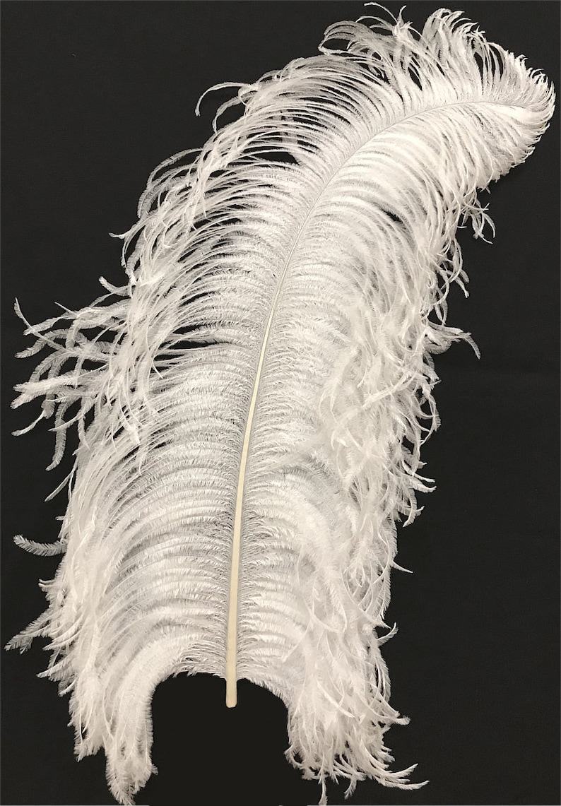 May include: A single white ostrich feather with a long, thin shaft and a fluffy plume. The feather is isolated against a black background.
