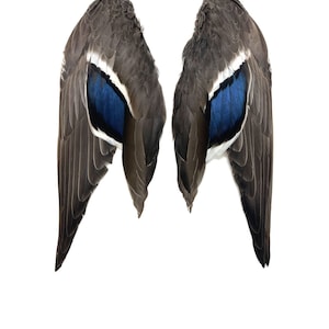 Duck Wings - per pair