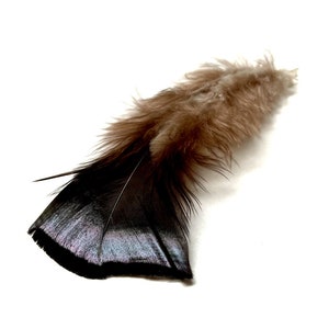 May include: A single feather, displaying a gradient of colours. The base is a deep, iridescent black, fading into a soft, fluffy brown at the top. The feather is set against a clean white background.