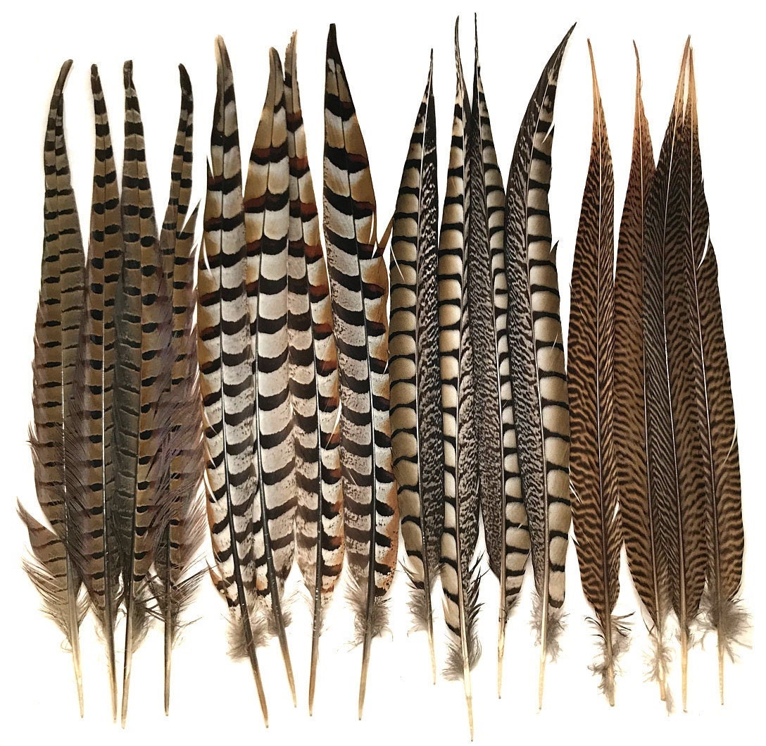 Natural Pheasant Feathers (16-18 inches) - Feathers - Basic Craft