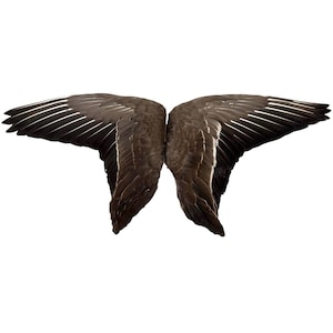 Natural Gray Goose Wings 35" Total Wingspan - Washed, Dried and Spread - Real and Authentic.