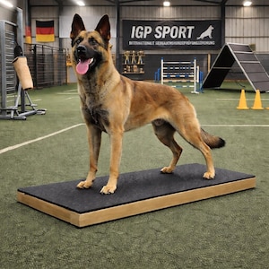 May include: A tan and black German Shepherd dog stands on a black platform with a wooden frame. The dog is in a training facility with agility equipment and a banner that reads "IGP SPORT".