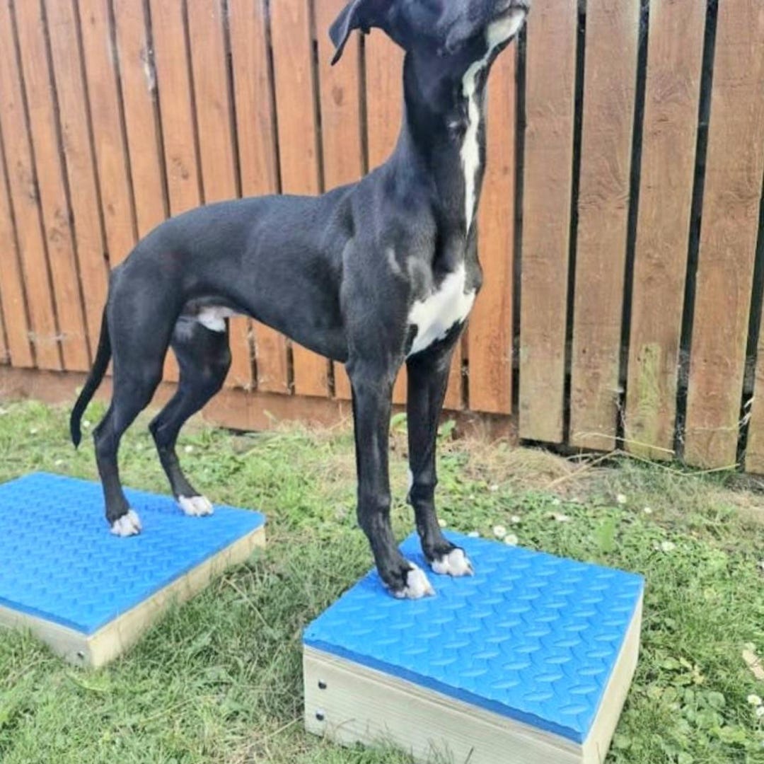 Handcrafted Dog Training Pivot Box and Place Board Set: Agility