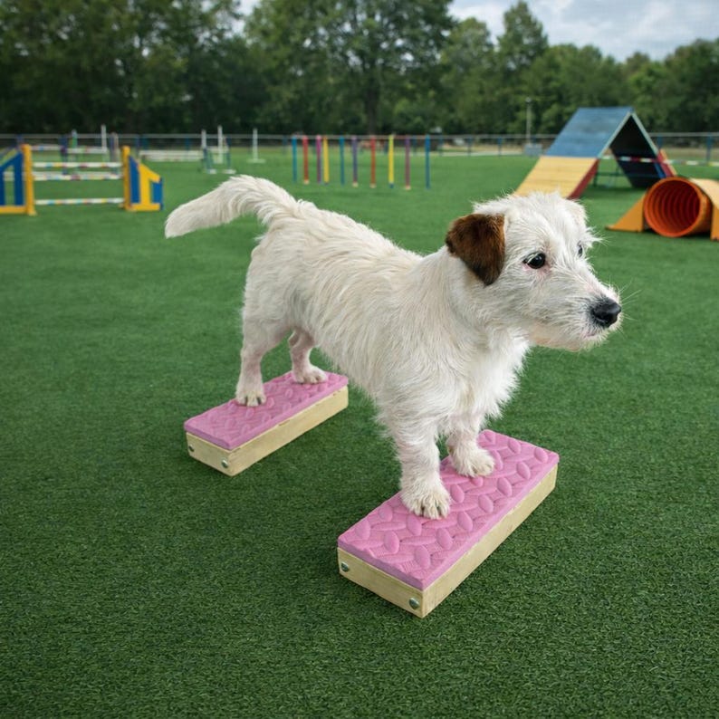 May include: A small, white dog with brown ears stands on two pink rectangular platforms with a patterned surface. The dog is in an outdoor agility course setting with green turf and various training obstacles in the background.